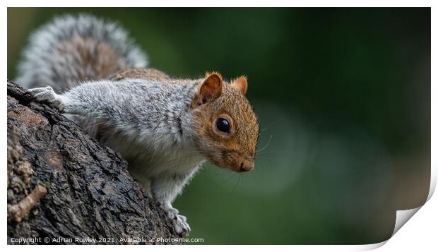Grey Squirrel posing for the camera Print by Adrian Rowley
