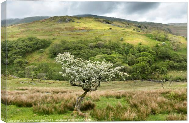 Flowering Hawthorn Tree and Troutbeck Tongue, Lake District, UK Canvas Print by David Forster