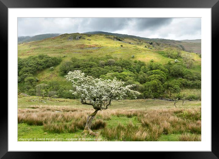 Flowering Hawthorn Tree and Troutbeck Tongue, Lake District, UK Framed Mounted Print by David Forster
