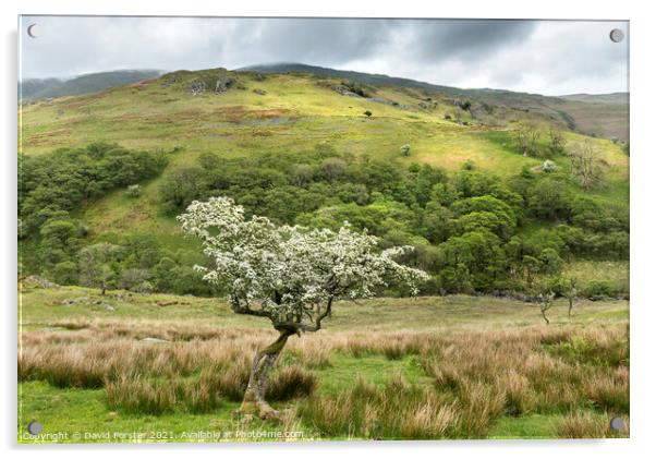 Flowering Hawthorn Tree and Troutbeck Tongue, Lake District, UK Acrylic by David Forster