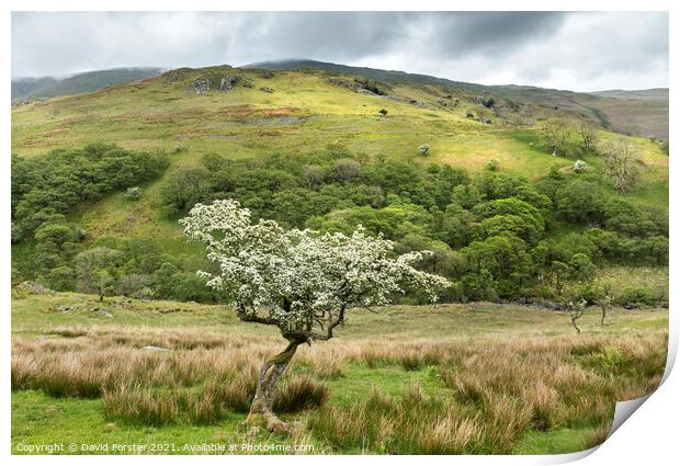 Flowering Hawthorn Tree and Troutbeck Tongue, Lake District, UK Print by David Forster