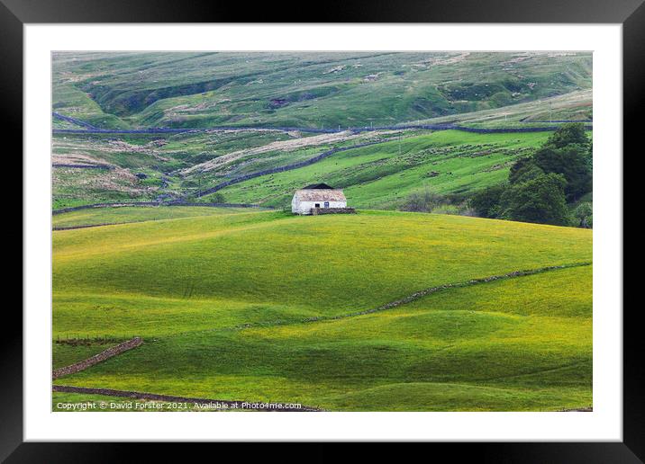 Wildflower Hay Meadow, Teesdale, County Durham, UK Framed Mounted Print by David Forster