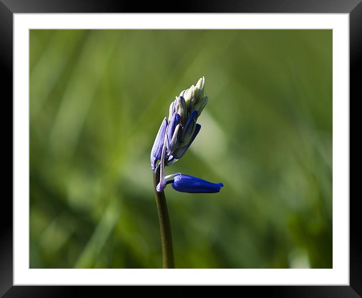 BlueBell Framed Mounted Print by Daniel Bristow