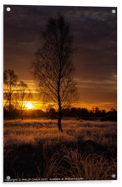 Lone dark tree at sunrise 167 Acrylic by PHILIP CHALK