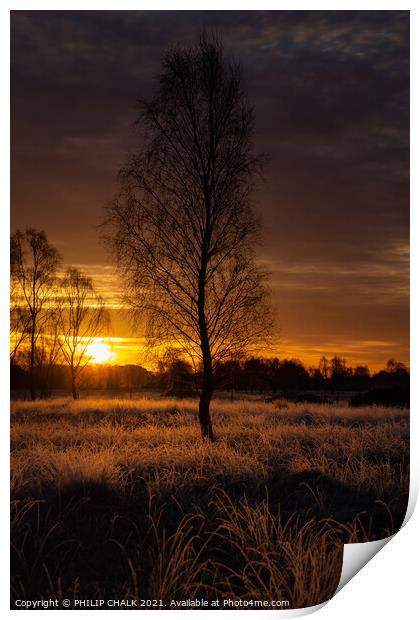 Lone dark tree at sunrise 167 Print by PHILIP CHALK