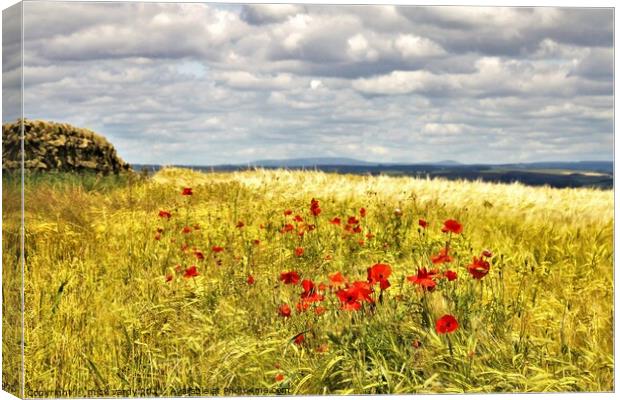 Poppies amongst the wheat. Canvas Print by mick vardy