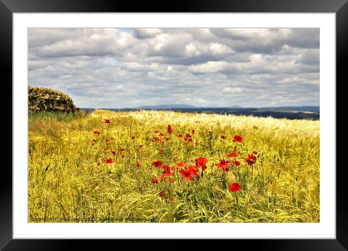 Poppies amongst the wheat. Framed Mounted Print by mick vardy