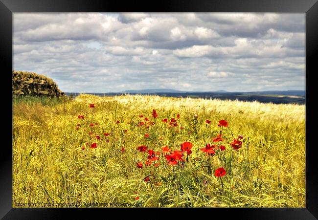 Poppies amongst the wheat. Framed Print by mick vardy