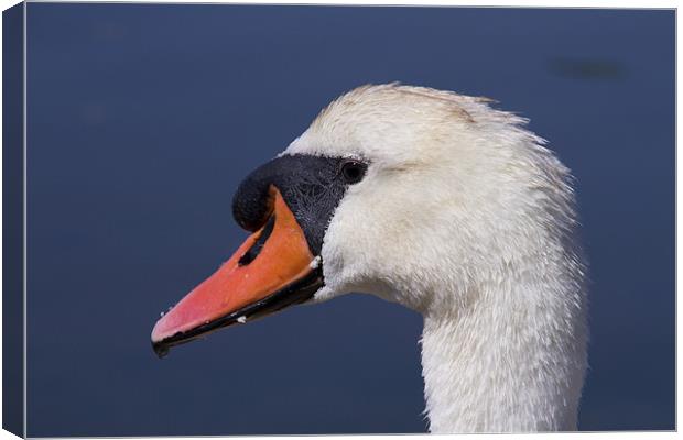 A Swans Portrait Canvas Print by David French