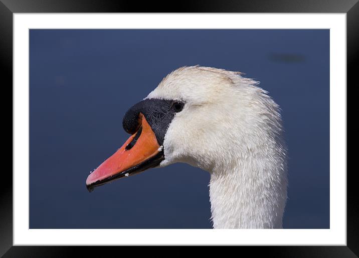 A Swans Portrait Framed Mounted Print by David French