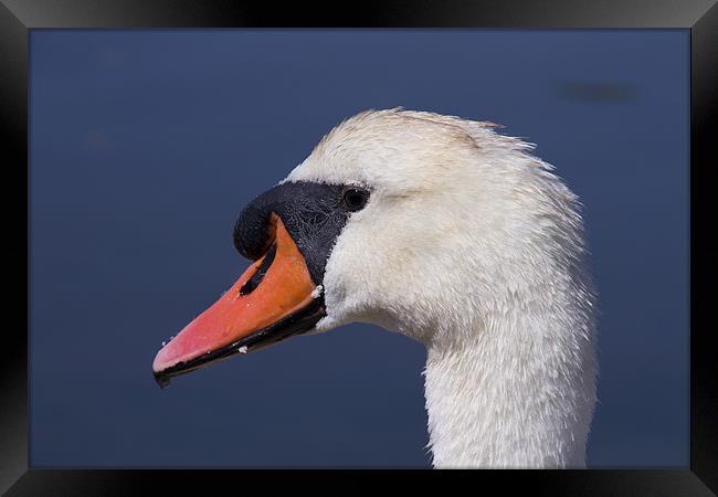A Swans Portrait Framed Print by David French