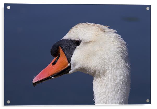 A Swans Portrait Acrylic by David French