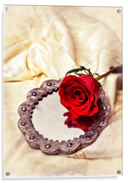 Red Rose On Mirror Acrylic by Amanda Elwell