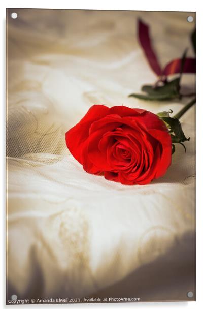 Single Red Rose Acrylic by Amanda Elwell