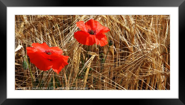 Poppies in corn field, North Norfolk, UK Framed Mounted Print by Geraint Tellem ARPS