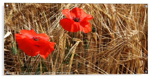 Poppies in corn field, North Norfolk, UK Acrylic by Geraint Tellem ARPS