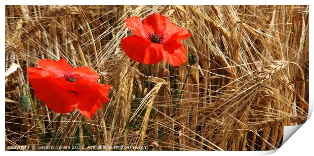 Poppies in corn field, North Norfolk, UK Print by Geraint Tellem ARPS