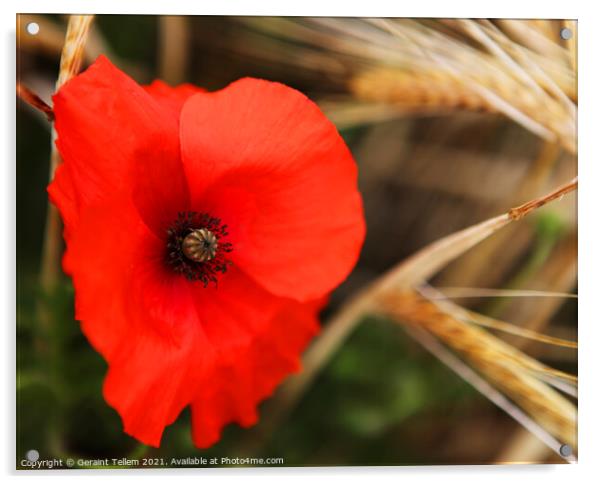 Poppy, cornfield, North Norfolk, UK Acrylic by Geraint Tellem ARPS