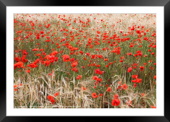 Poppies in cornfield, North Norfolk, UK Framed Mounted Print by Geraint Tellem ARPS