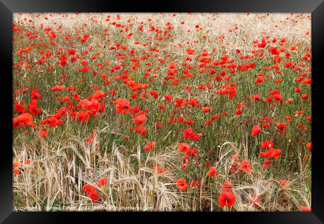 Poppies in cornfield, North Norfolk, UK Framed Print by Geraint Tellem ARPS
