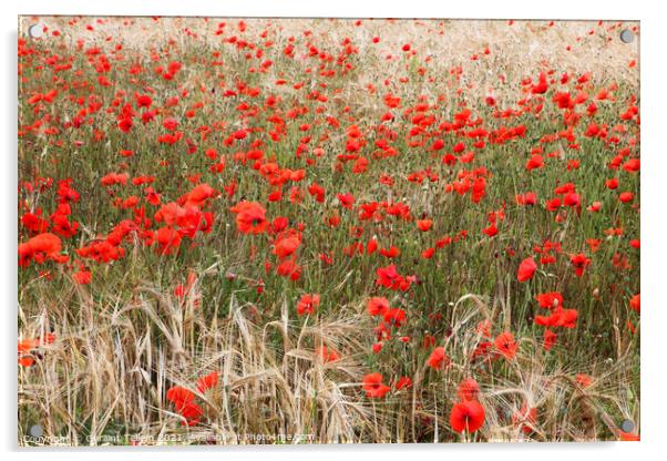 Poppies in cornfield, North Norfolk, UK Acrylic by Geraint Tellem ARPS