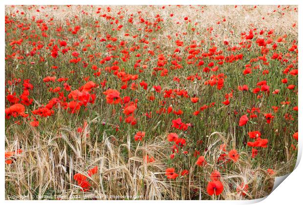 Poppies in cornfield, North Norfolk, UK Print by Geraint Tellem ARPS