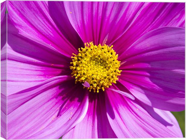 Pink Cosmos Canvas Print by David French