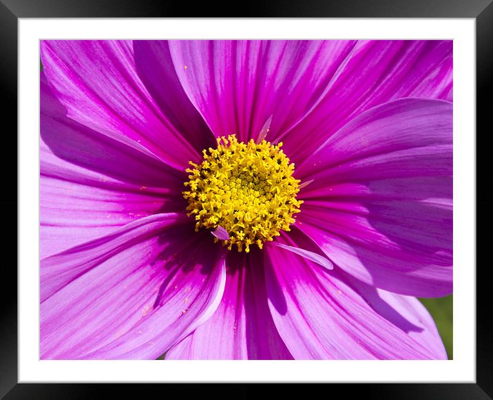 Pink Cosmos Framed Mounted Print by David French