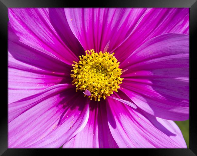 Pink Cosmos Framed Print by David French