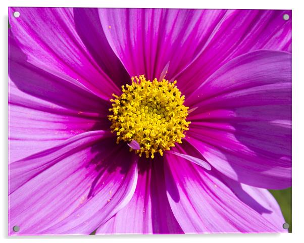 Pink Cosmos Acrylic by David French