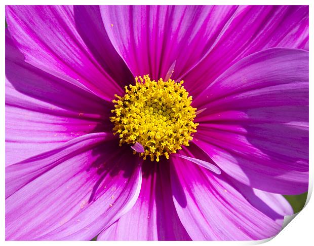 Pink Cosmos Print by David French