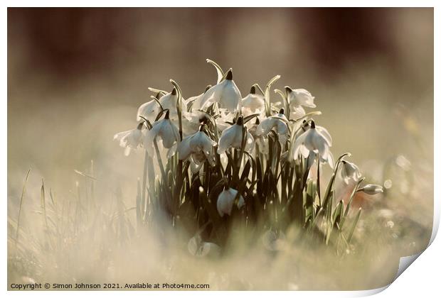 A collection of snowdrops Print by Simon Johnson