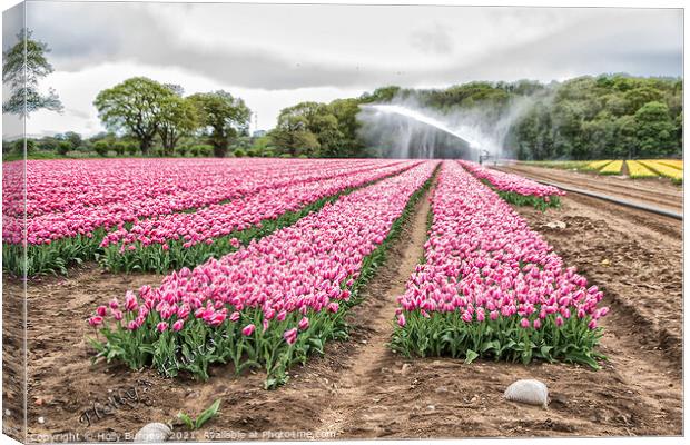 Tulip fields in Lincolnshire only two places in the uk Norfolk  Canvas Print by Holly Burgess