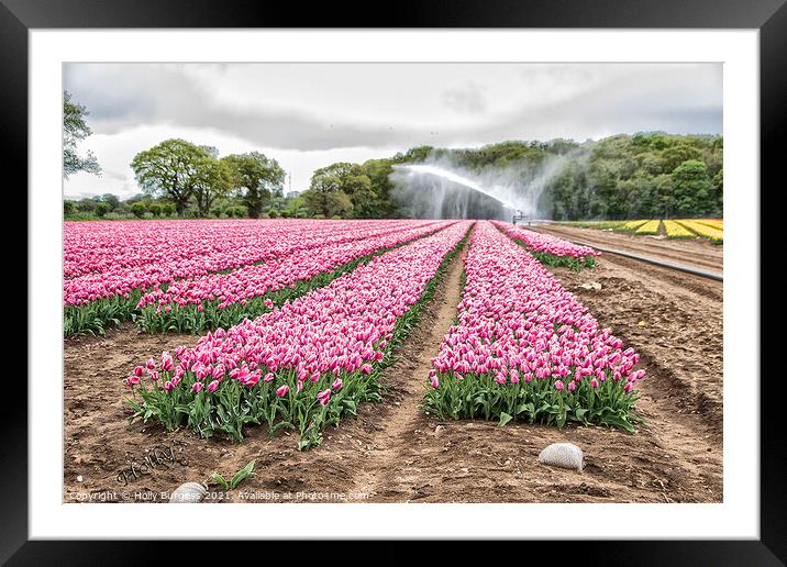 Tulip fields in Lincolnshire only two places in the uk Norfolk  Framed Mounted Print by Holly Burgess