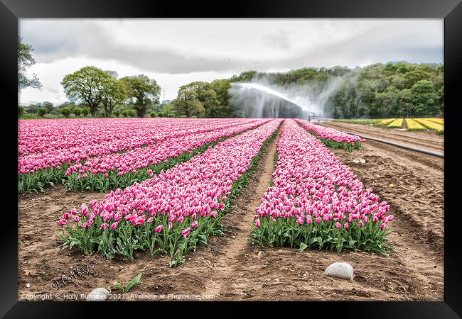 Tulip fields in Lincolnshire only two places in the uk Norfolk  Framed Print by Holly Burgess