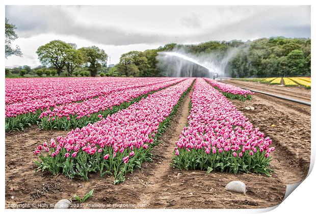 Tulip fields in Lincolnshire only two places in the uk Norfolk  Print by Holly Burgess