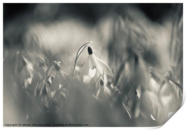 sunlit snowdrop Print by Simon Johnson