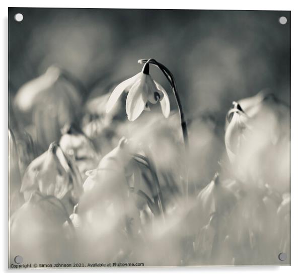 Monochrome snowdrop Acrylic by Simon Johnson