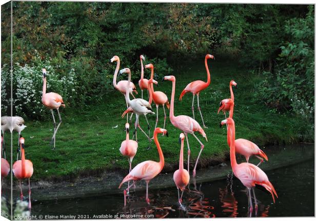 Garden of Flamingos Canvas Print by Elaine Manley