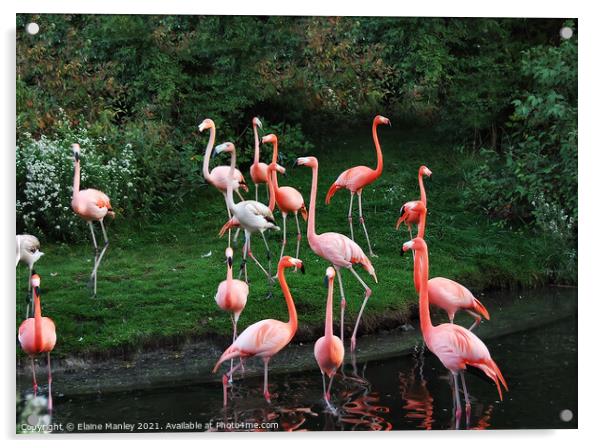 Garden of Flamingos Acrylic by Elaine Manley