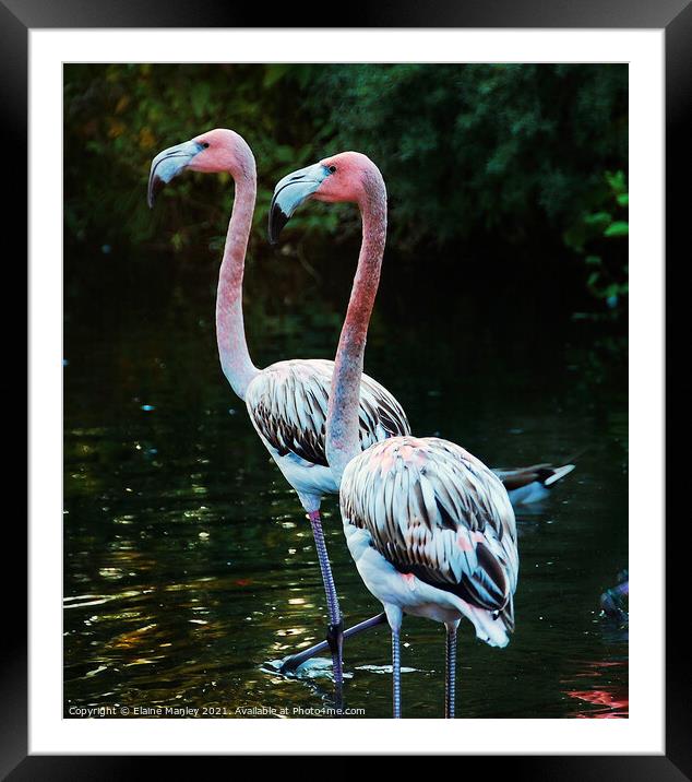 Not So Pink Framed Mounted Print by Elaine Manley