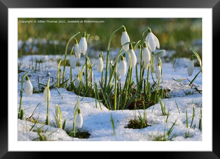 Snowdrops in the snow Framed Mounted Print by Gillian Thomas