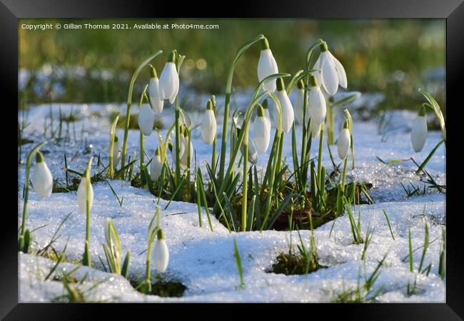 Snowdrops in the snow Framed Print by Gillian Thomas