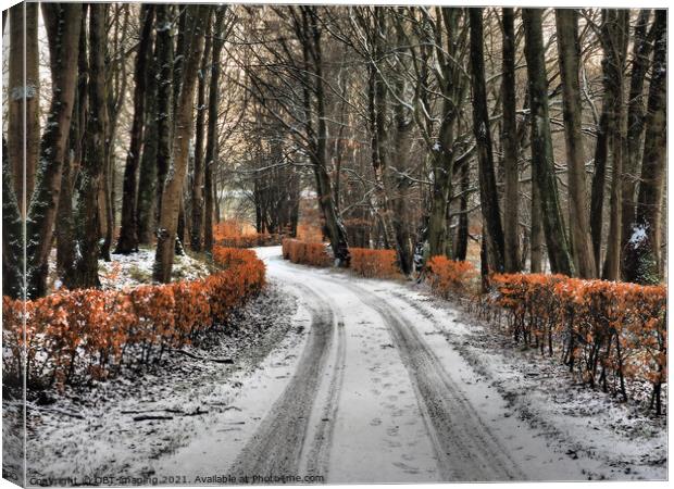 Olde Beech Hedge Drive In Winter Scotland Canvas Print by OBT imaging