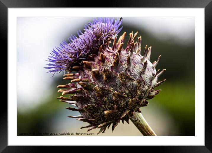 Thistle Cardueae Framed Mounted Print by Glen Allen