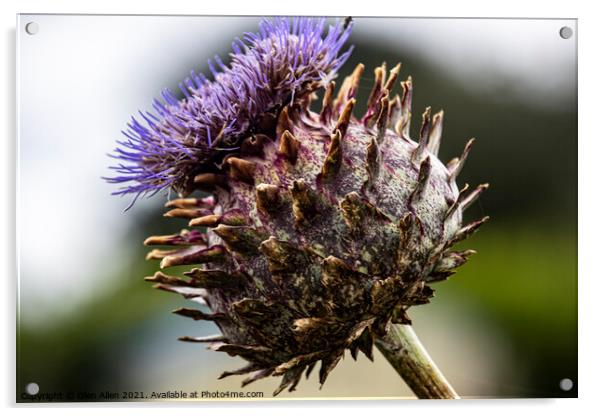 Thistle Cardueae Acrylic by Glen Allen