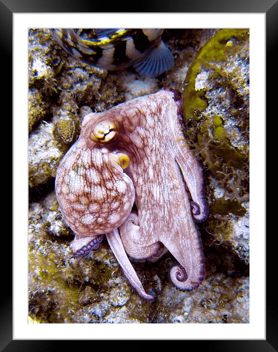 Octopus on the Rocks, Turks and Caicos Framed Mounted Print by Serena Bowles
