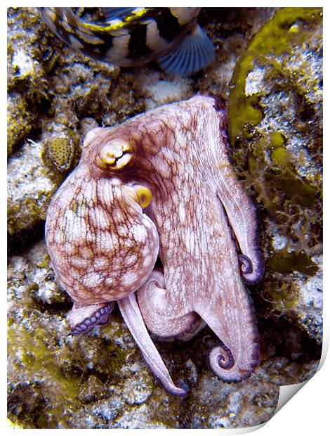 Octopus on the Rocks, Turks and Caicos Print by Serena Bowles