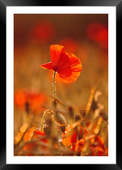 sunlit poppy Framed Mounted Print by Simon Johnson