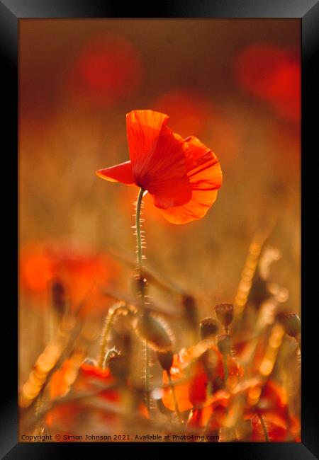 sunlit poppy Framed Print by Simon Johnson
